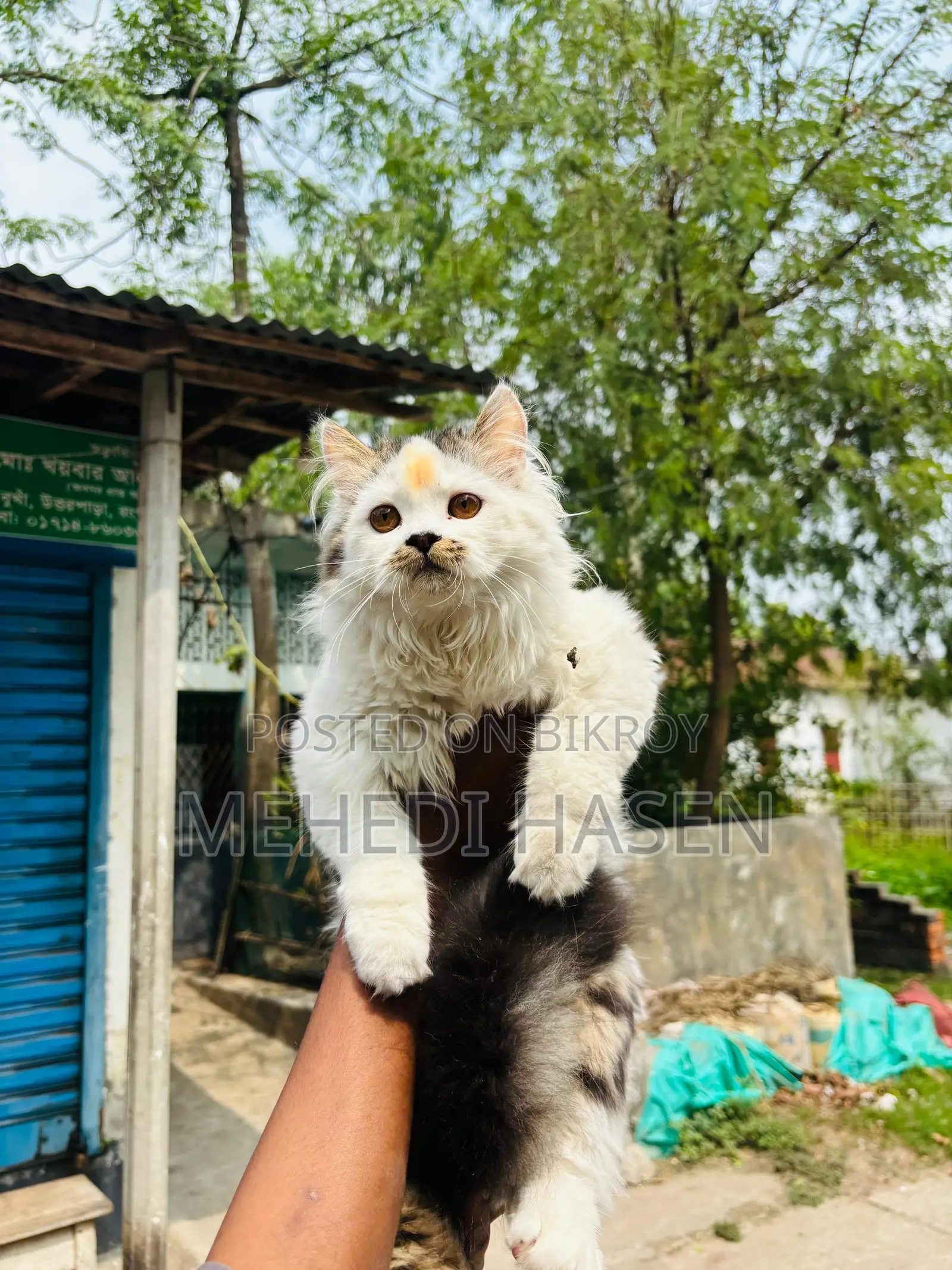 পারসিয়াল থার্ডকোর এর ভাল জাত