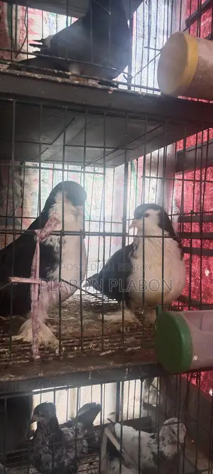 Siraji Pigeon