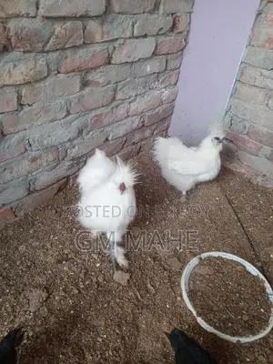 Silky Murgir Baccha