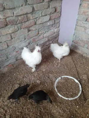 Silky Murgir Baccha
