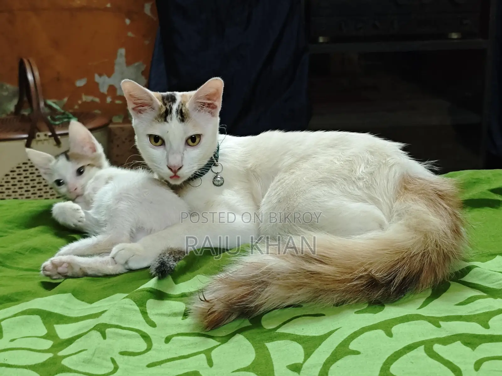 Mix breed baby for adoption