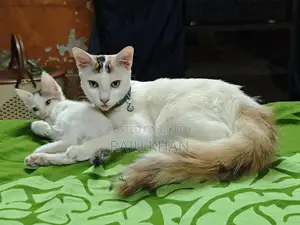 Mix breed baby for adoption
