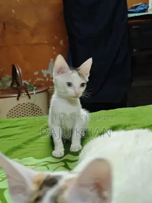 Mix breed baby for adoption