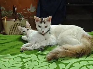 Mix breed baby for adoption
