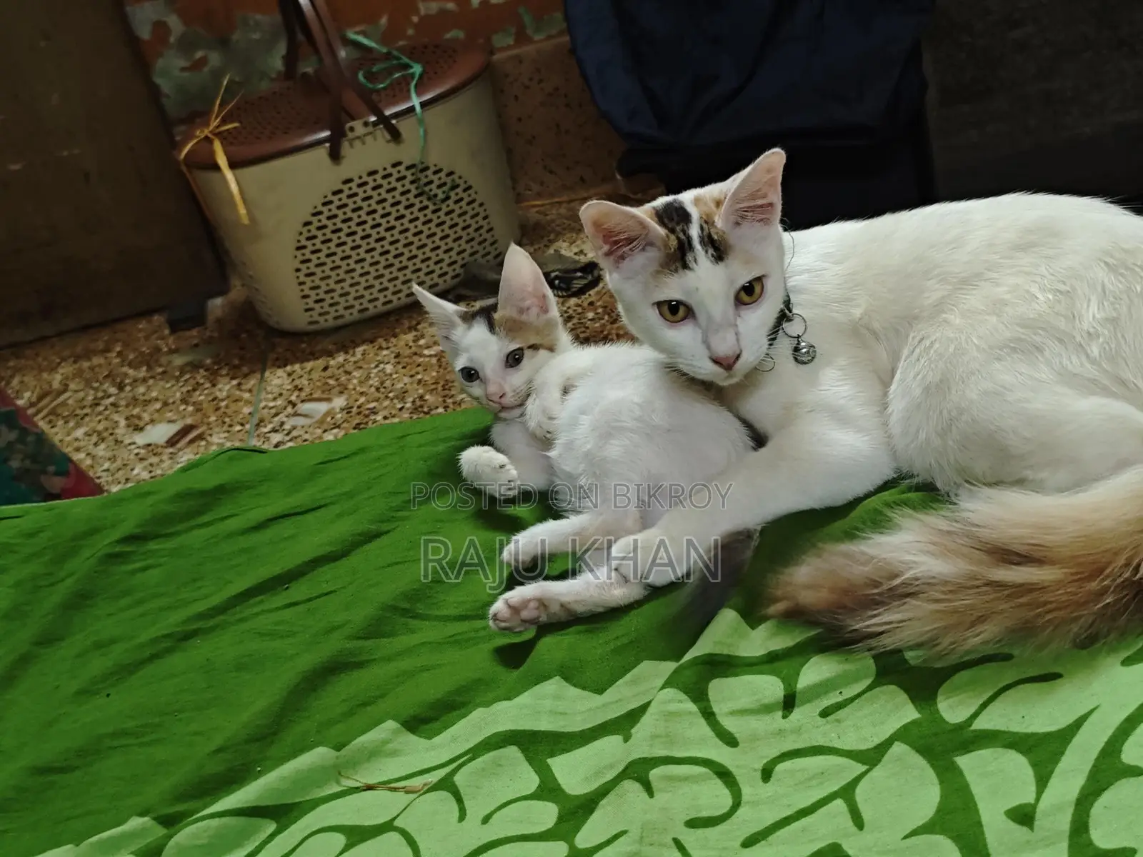 Mix breed baby for adoption