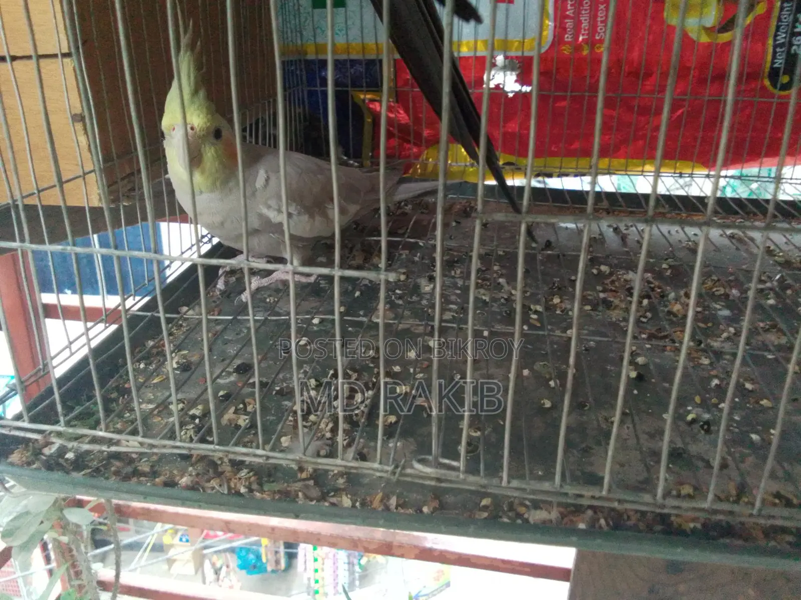 1 Pair Running Cockatiel Bird