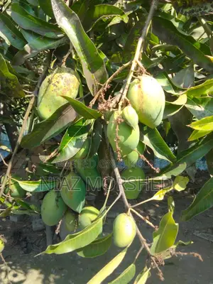 Paka Mango sell