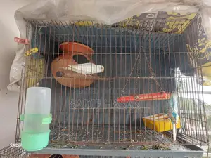 Budgerigar birds