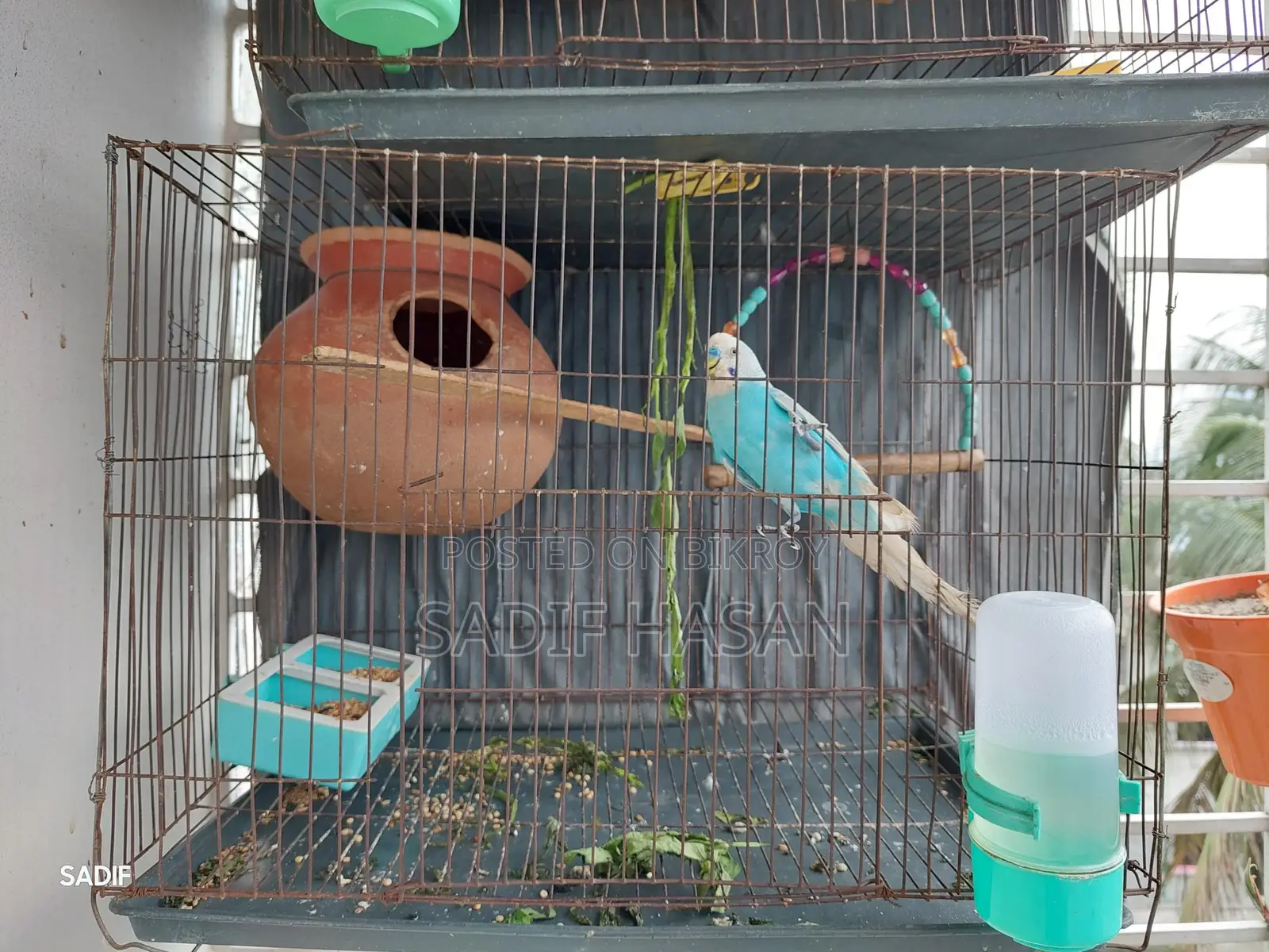Budgerigar birds