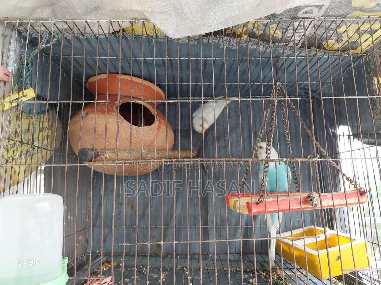 Budgerigar birds