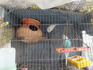 Budgerigar birds