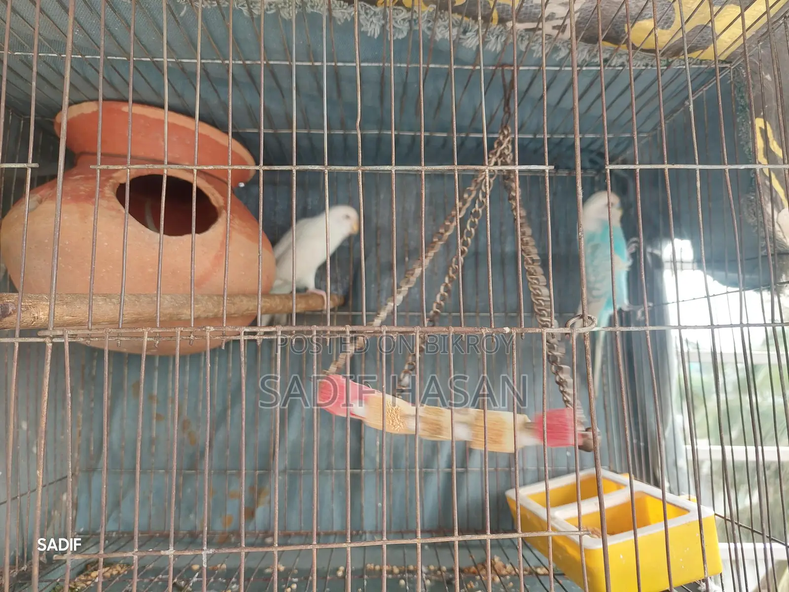 Budgerigar birds