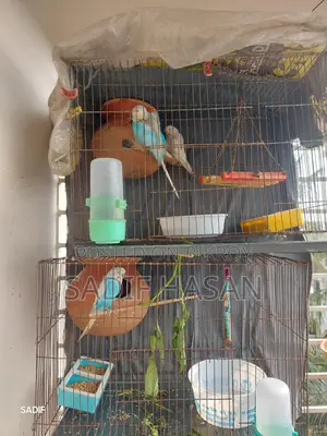 Budgerigar birds