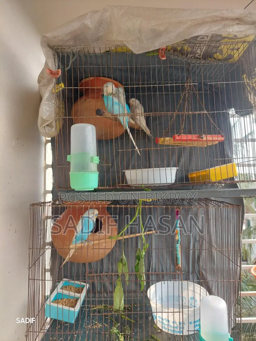 Budgerigar birds