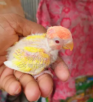 Tame Size Lutino Opaline Lovebirds Baby