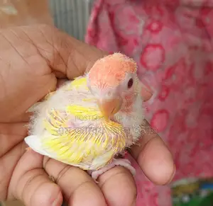 Tame Size Lutino Opaline Lovebirds Baby