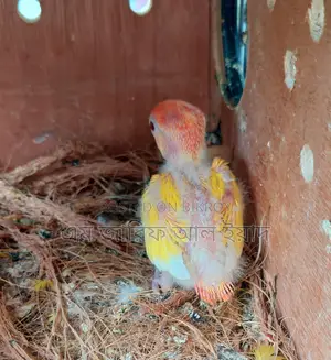 Tame Size Lutino Opaline Lovebirds Baby