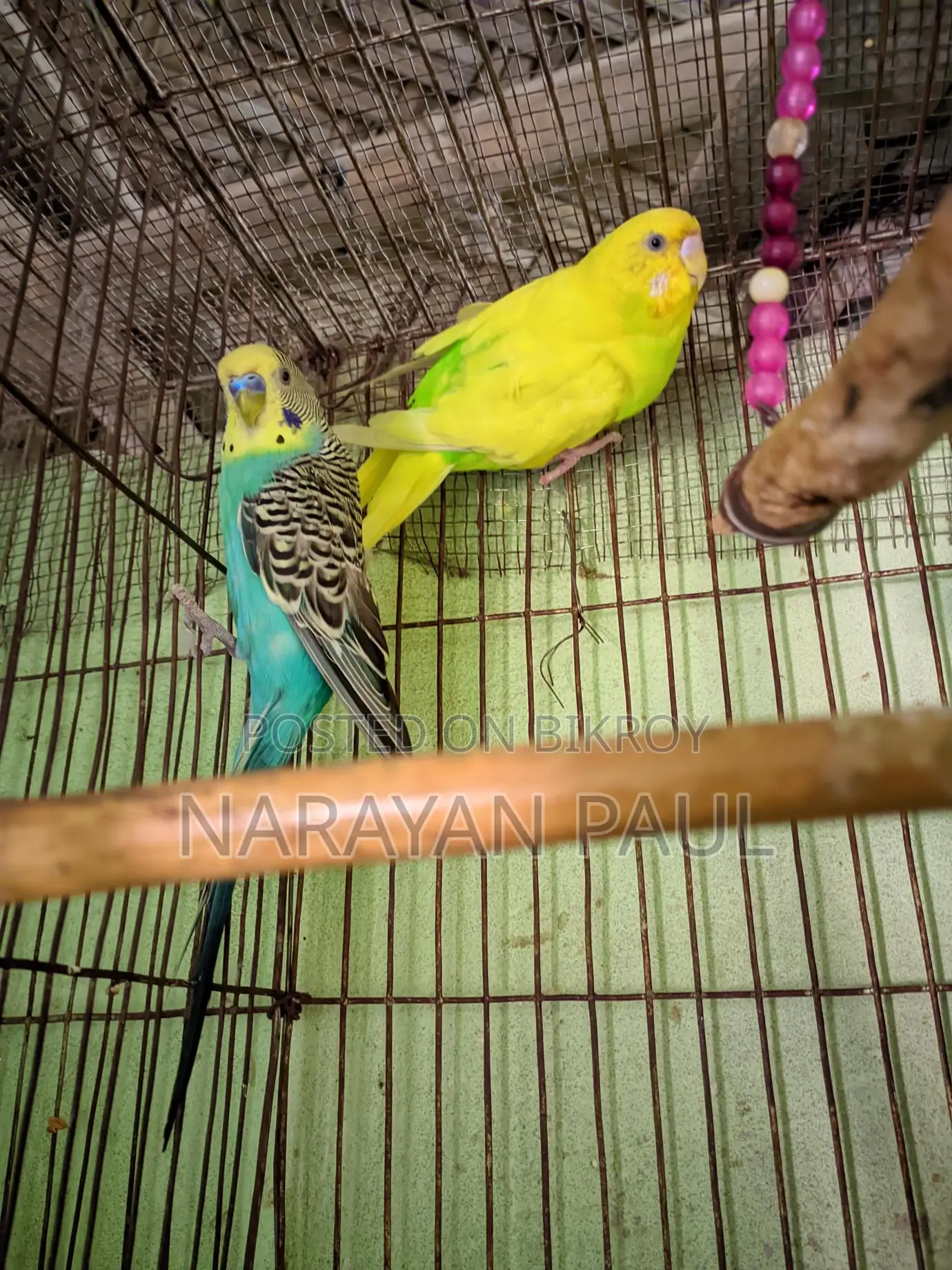 Budgerigar Birds for Sale