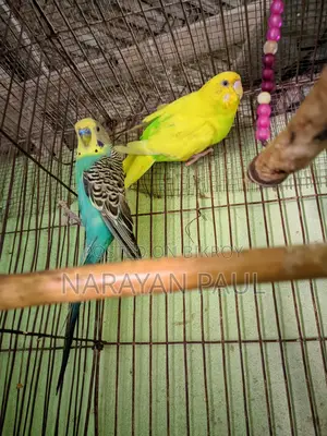 Budgerigar Birds for Sale