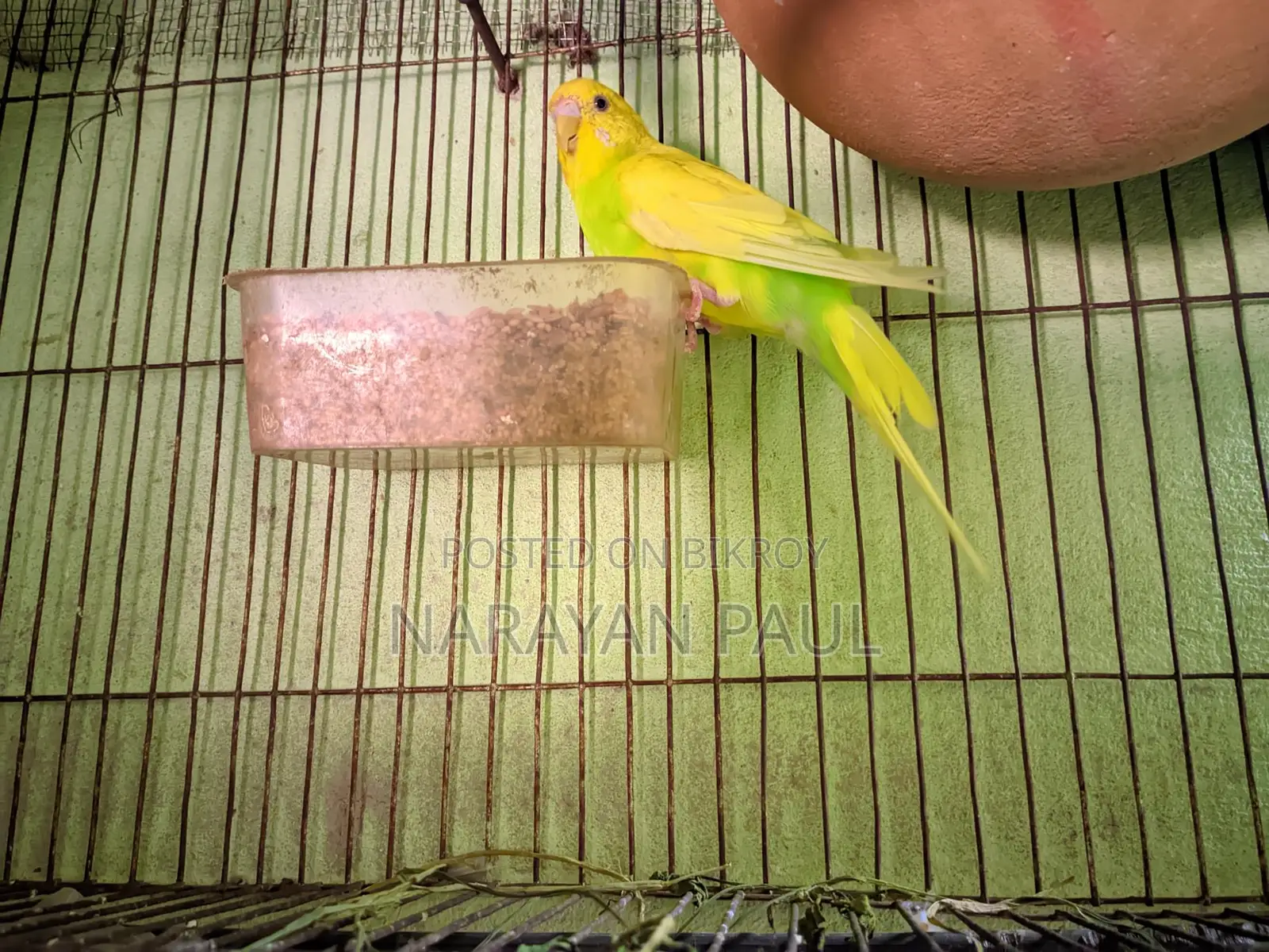 Budgerigar Birds for Sale