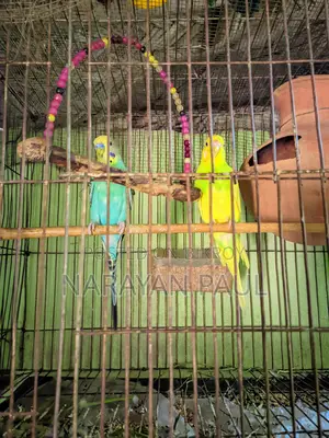 Budgerigar Birds for Sale