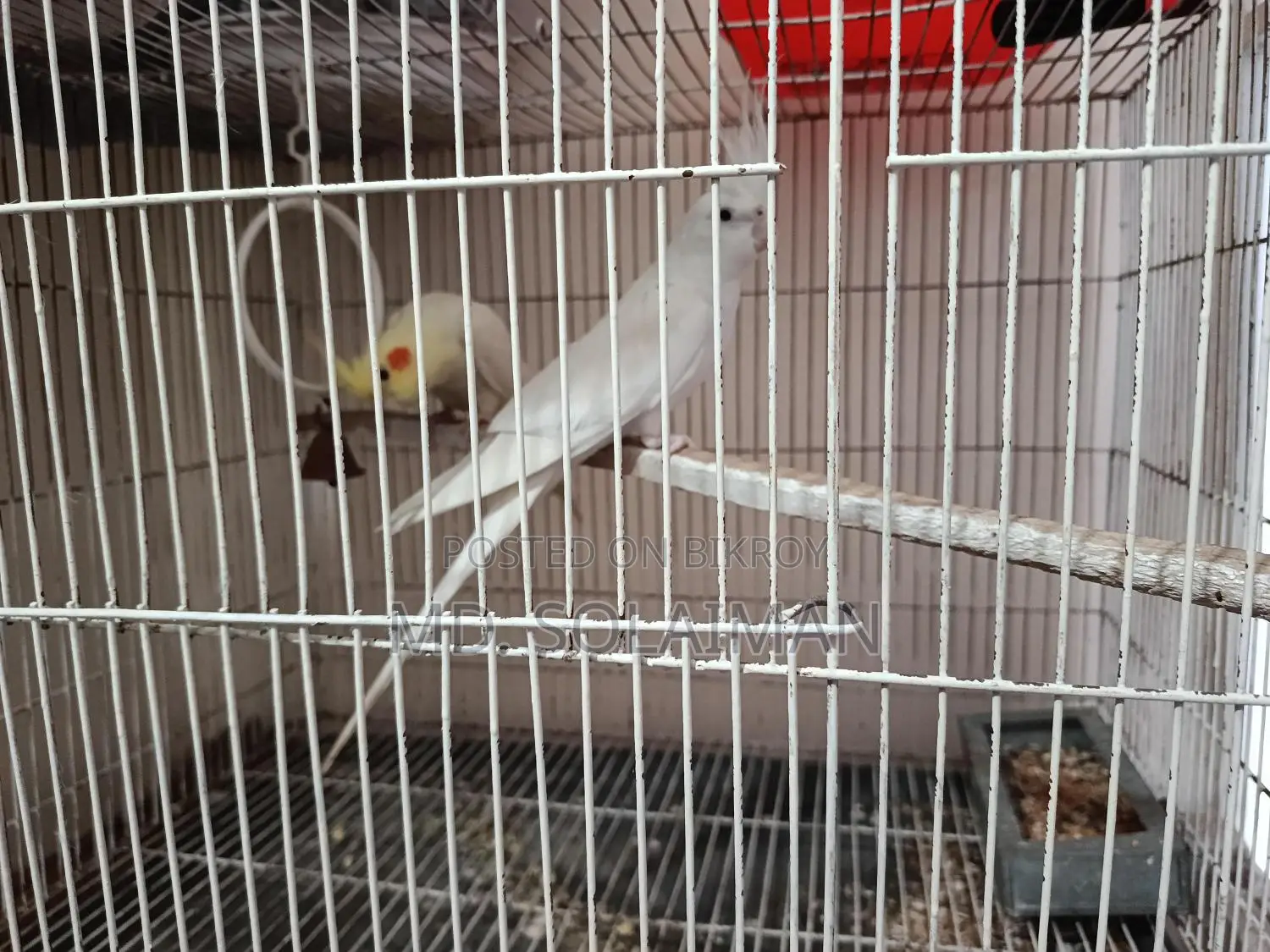 Pair of Breeding Cockatiel Birds for Sale