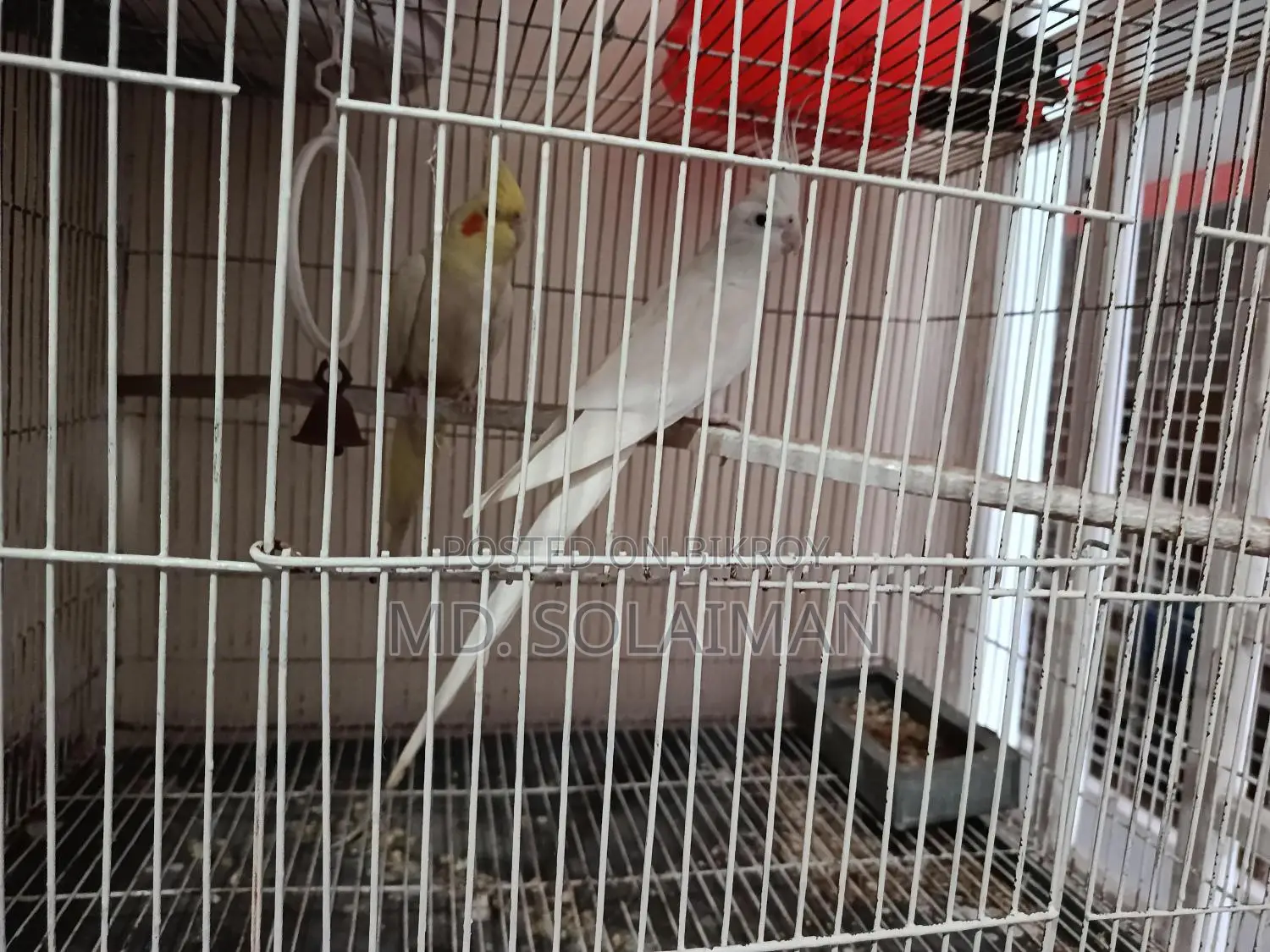 Pair of Breeding Cockatiel Birds for Sale