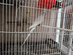 Pair of Breeding Cockatiel Birds for Sale