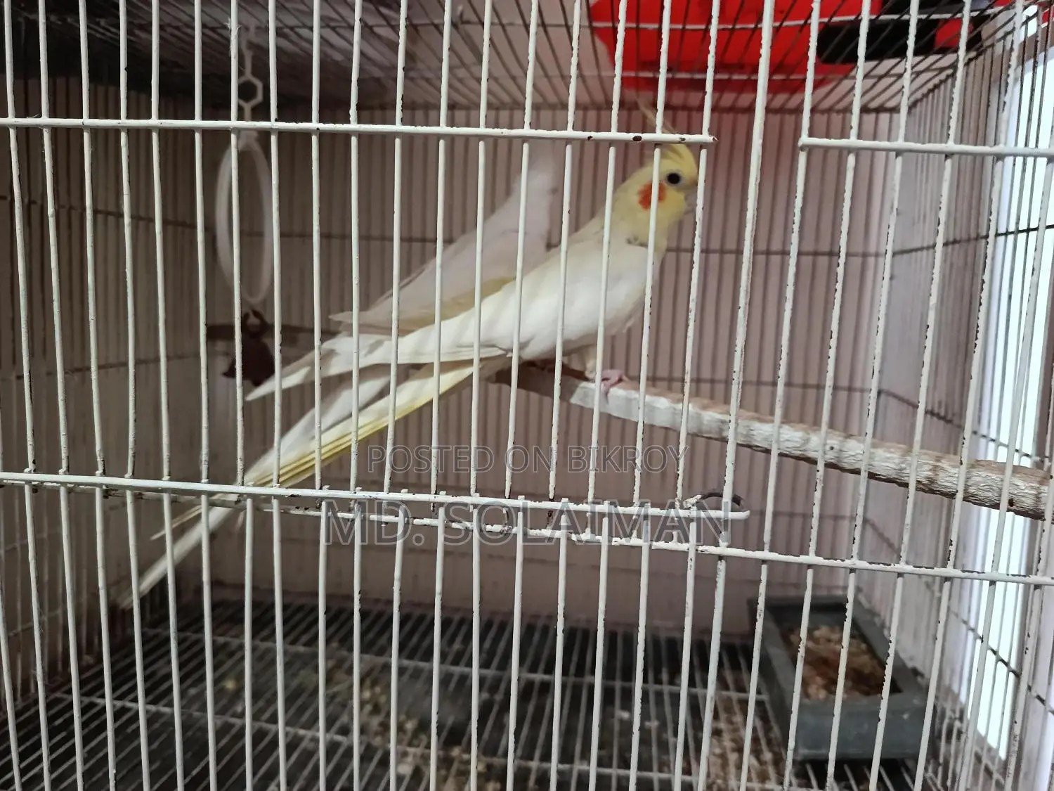 Pair of Breeding Cockatiel Birds for Sale