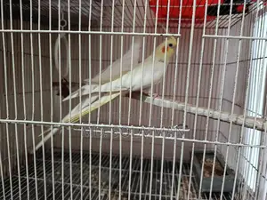 Pair of Breeding Cockatiel Birds for Sale