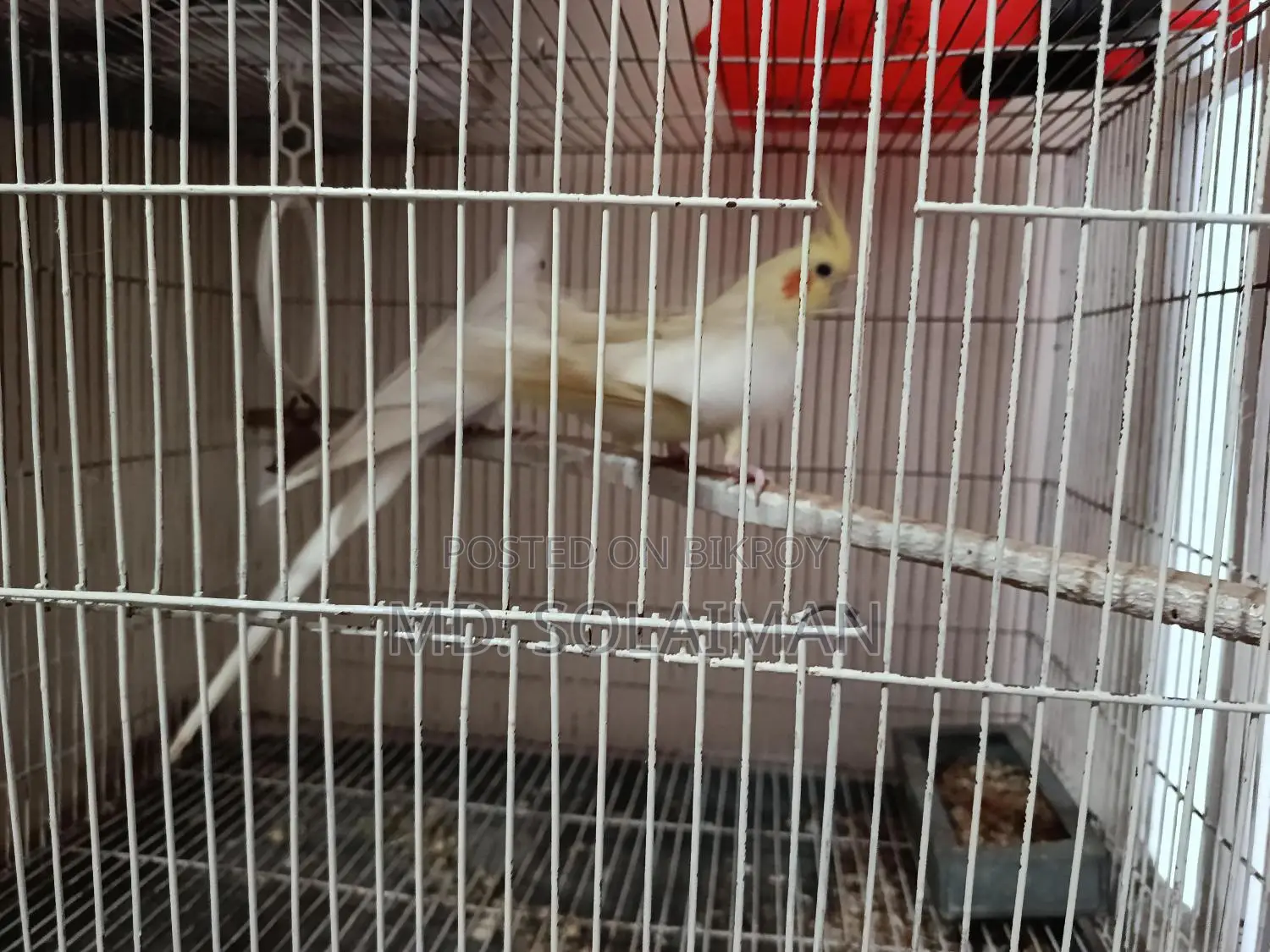 Pair of Breeding Cockatiel Birds for Sale