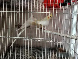 Pair of Breeding Cockatiel Birds for Sale