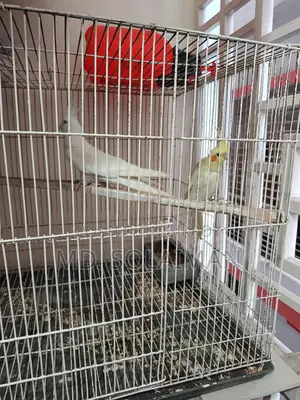 Pair of Breeding Cockatiel Birds for Sale