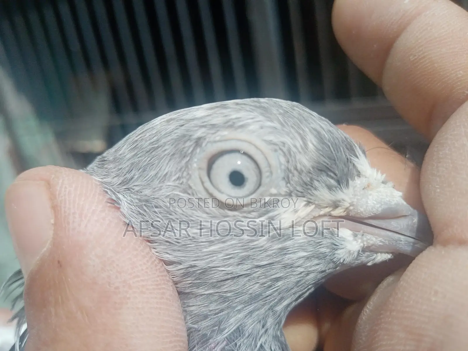 Greebaj Pigeon