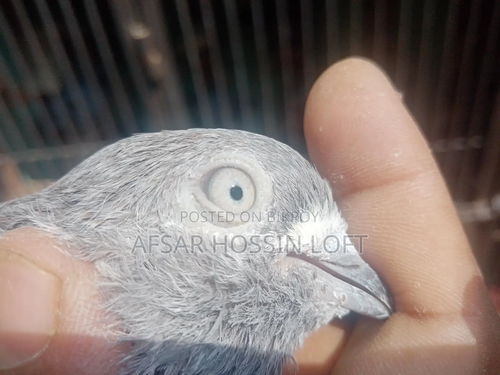 Greebaj Pigeon