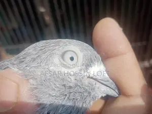 Greebaj Pigeon
