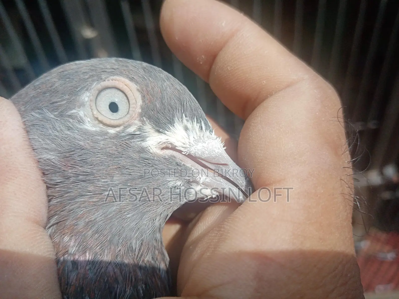 Greebaj Pigeon