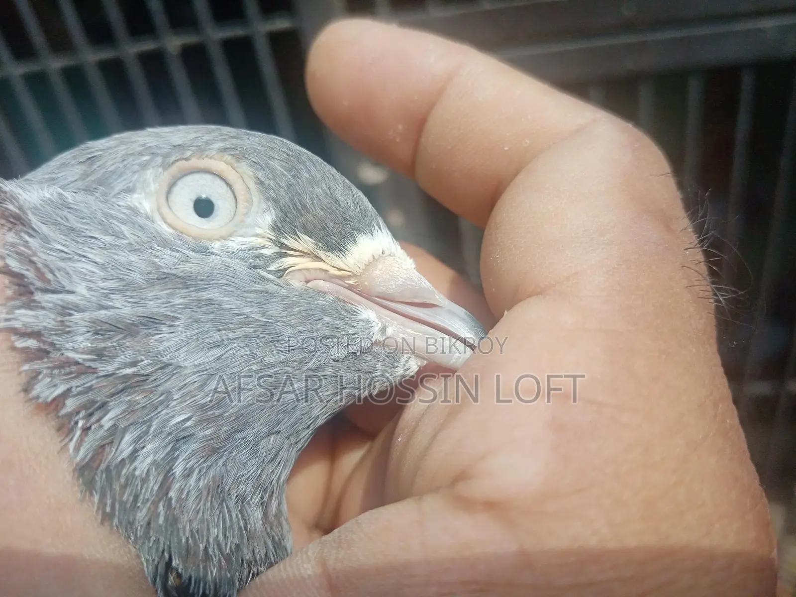 Greebaj Pigeon