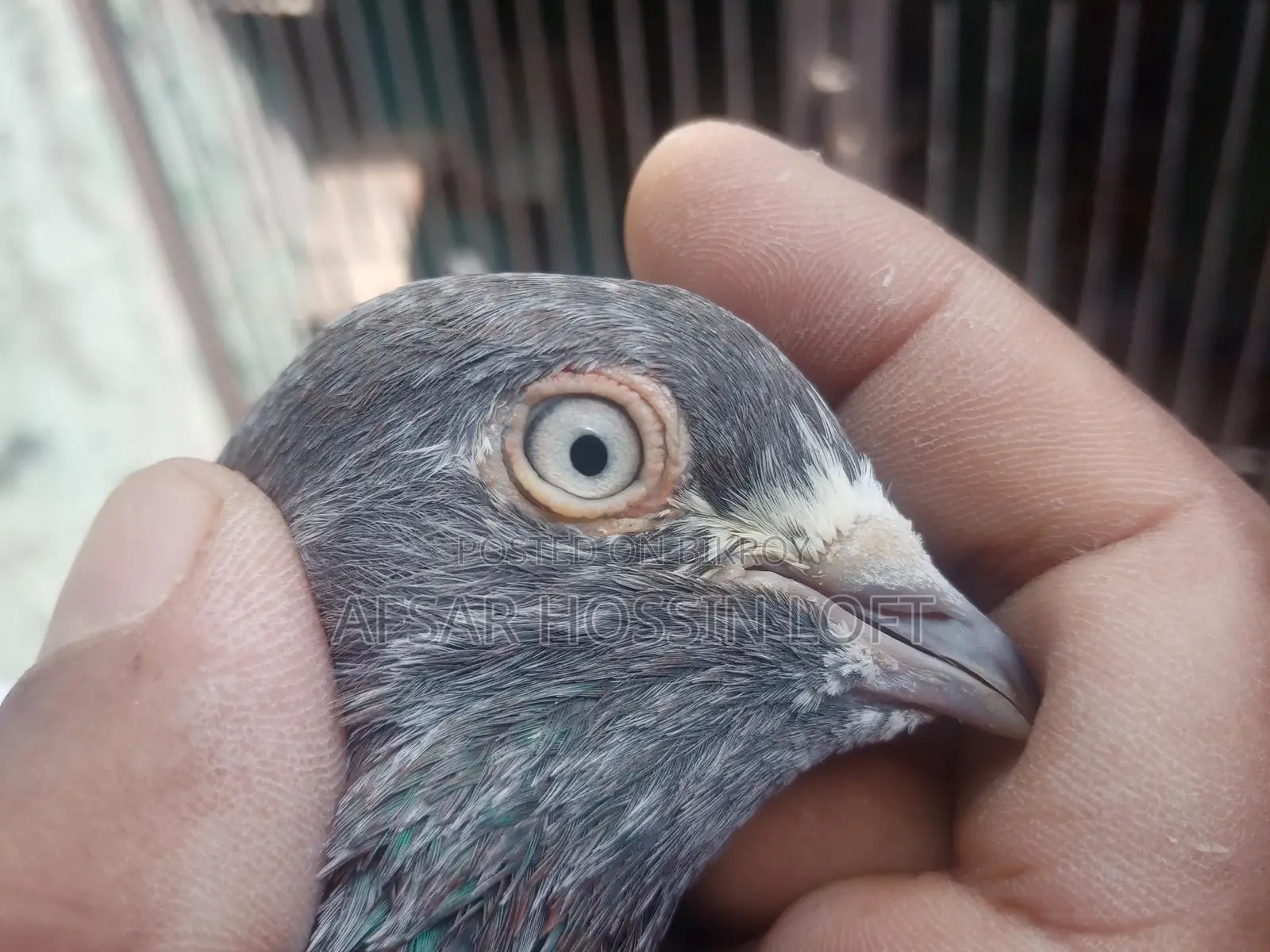 Greebaj Pigeon