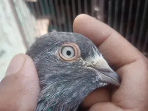 Greebaj Pigeon