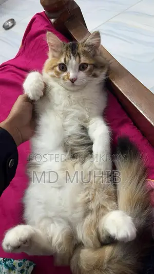 Calico Persian Cat
