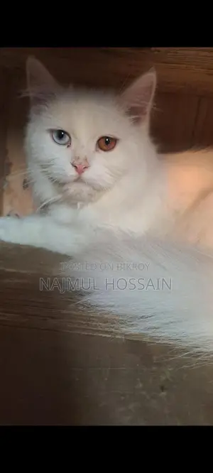 Persian Cat Female Odd