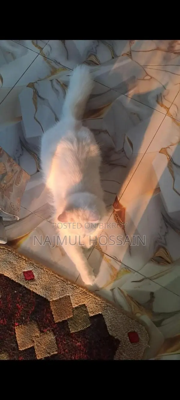 Persian Cat Female Odd