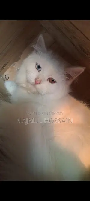 Persian Cat Female Odd