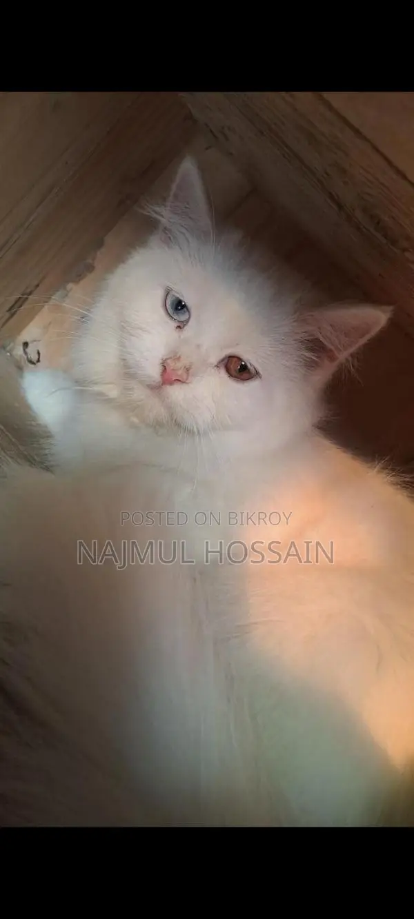 Persian Cat Female Odd