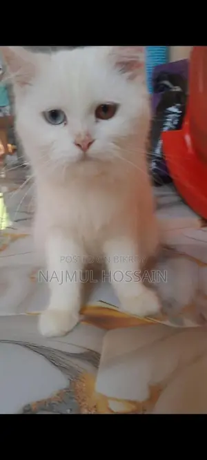 Persian Cat Female Odd