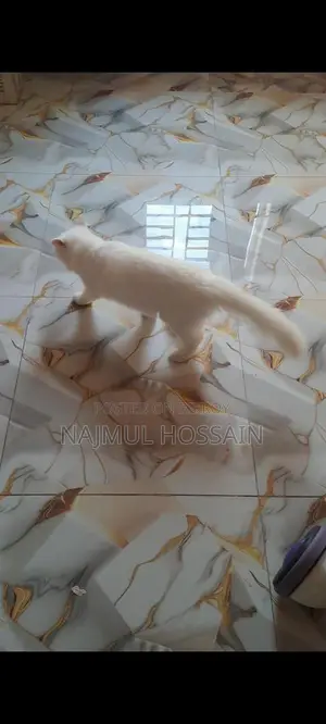 Persian Cat Female Odd