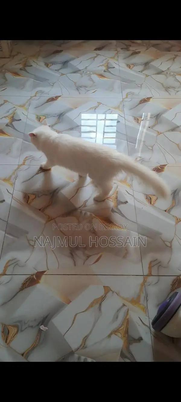 Persian Cat Female Odd