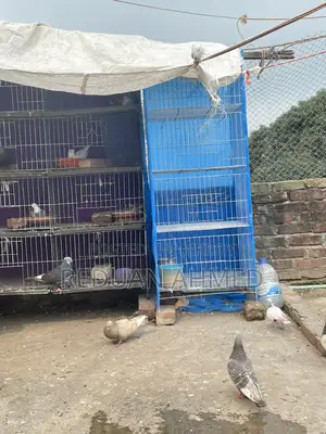 কবুতরের খাঁচা
