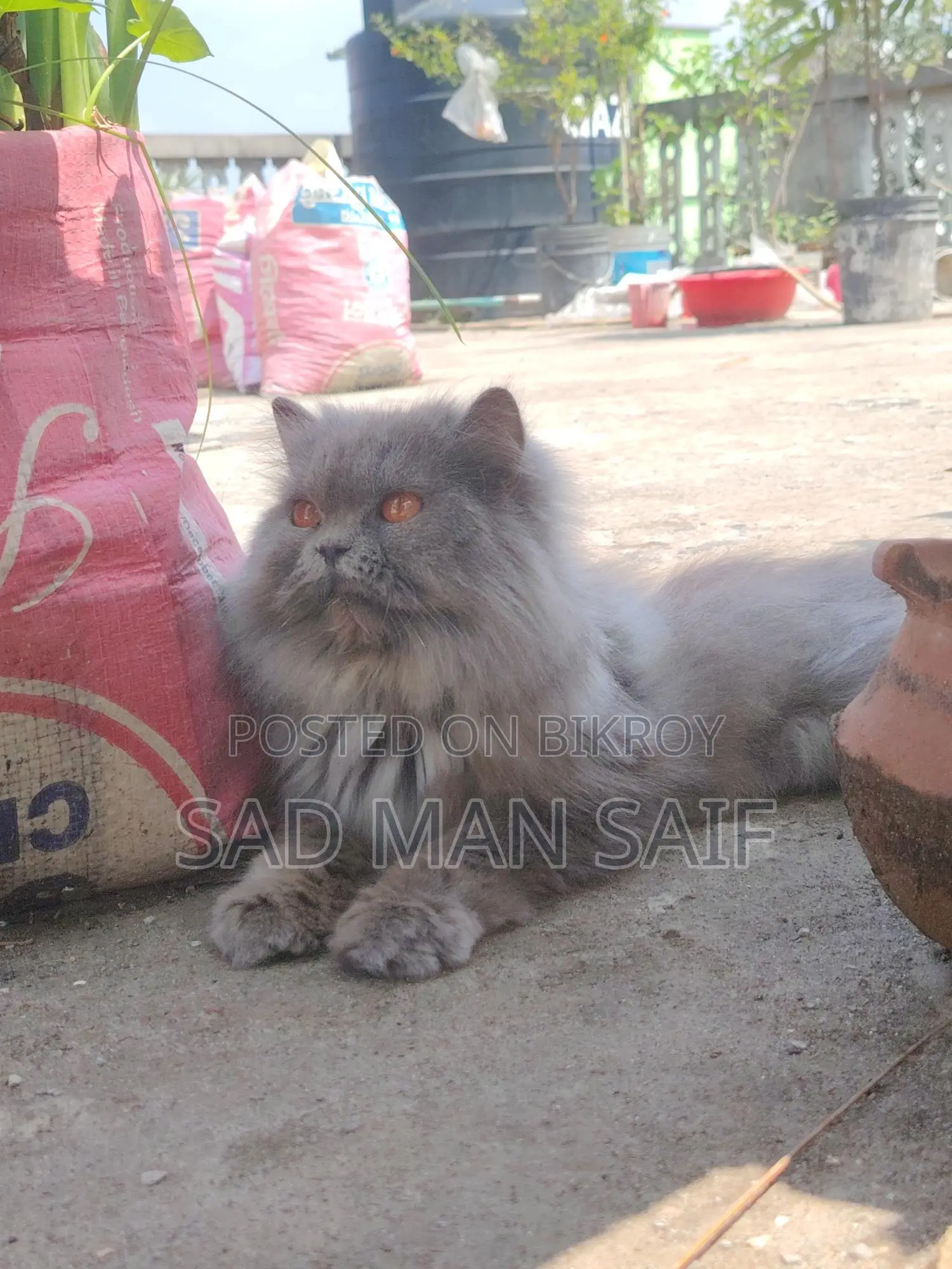 Persian Cat for Sale